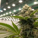 Close-up of a cannabis plant flowering under artificial lights in a grow room.