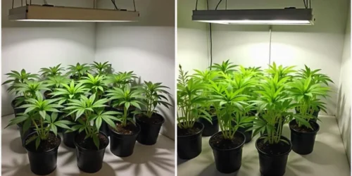 How to grow Agent Orange Regular