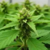 Grow CBD Strawberry (125) dense buds forming indoors.