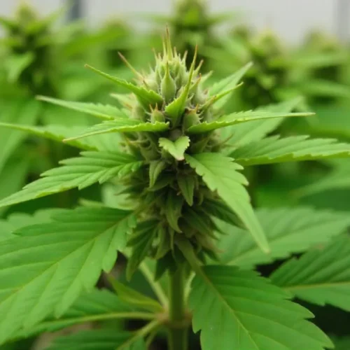 Grow CBD Strawberry (125) dense buds forming indoors.