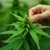 Grow CBD Tutti Frutti (1:15) Hand inspecting flowering plant.