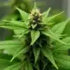 Grow Cake Bomb indoors for compact, resinous buds and high THC.