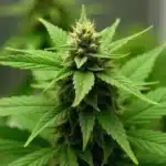 Grow Cake Bomb indoors for compact, resinous buds and high THC.