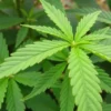 Healthy Blueberry CBD (11) leaf in vegetative phase.