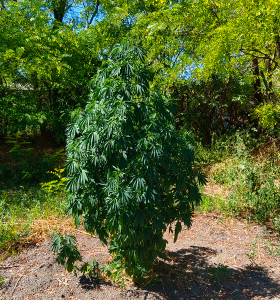 Indigo Sapphire feminized seeds plant growing with dense green foliage outdoors in bright natural sunlight.
