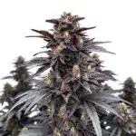 Indigo Sapphire cannabis plant with deep purple trichome-covered buds and dark green serrated leaves.