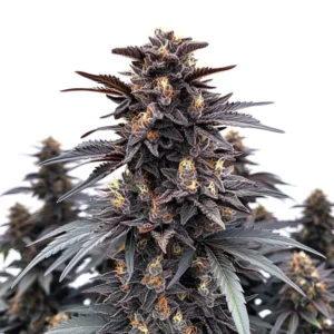 Indigo Sapphire cannabis plant with deep purple trichome-covered buds and dark green serrated leaves.