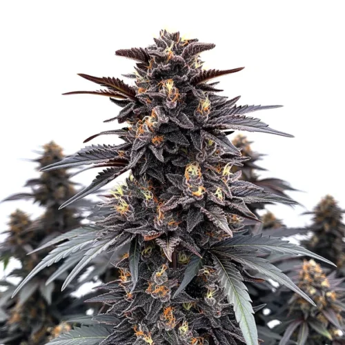 Indigo Sapphire cannabis plant with deep purple trichome-covered buds and dark green serrated leaves.