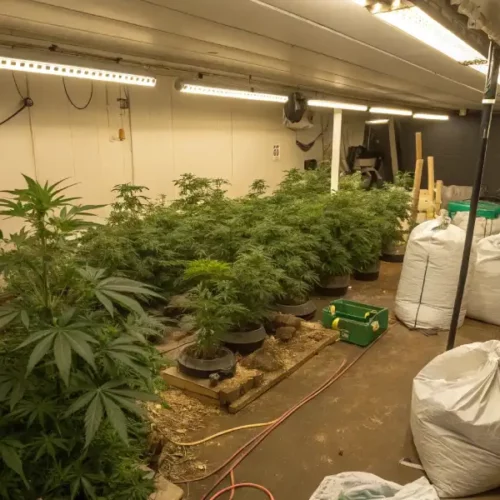 Overfertilizing Cannabis: What It Is and How to Avoid It