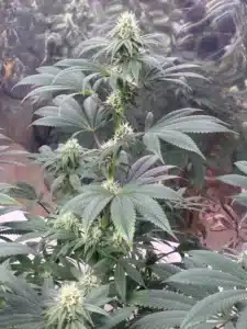 Permanent Marker x RS11 feminized seeds plant showing developing flower cola with white pistils and broad green fan leaves.