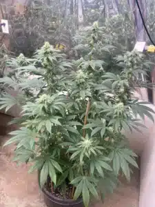 Permanent Marker x RS11 feminized seeds plant growing in a black container with wooden stakes in an indoor grow room.