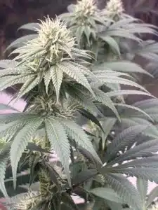 Close-up of Permanent Marker x RS11 feminized seeds plant flower with abundant white pistils and frosted trichome leaves.