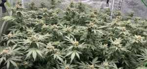 Permanent Marker x Lemon Cherry feminized seeds grow gallery showing a lush indoor cannabis canopy with dense flowering buds.