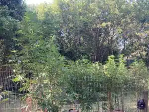 Detailed macro shot of a Permanent Marker x RS11 cannabis bud showing heavy frost and resin coverage.