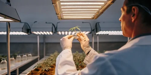 Cannabinoid Pathway: A Deep Dive