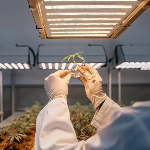 Cannabinoid Pathway: A Deep Dive