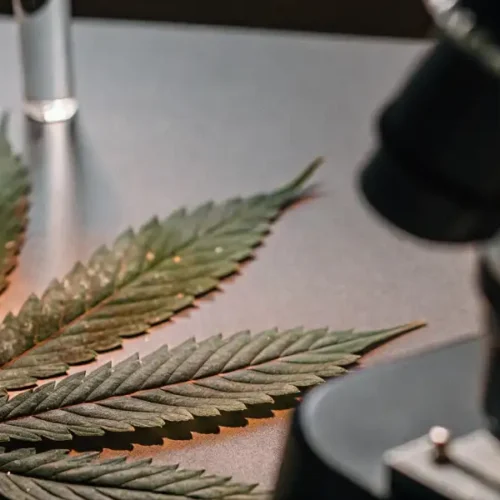 What is the metabolic pathway of cannabis?