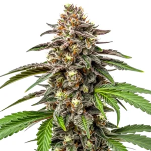 Whitethorn Rose cannabis plant with frosty purple-green buds and serrated green leaves.