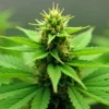 Young California Orange x Skunk bud with vibrant green leaves.