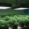 Grow Cinderella 99 x Blueberry cannabis seedlings under LED lights.