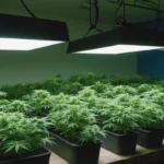 Grow Cinderella 99 x Blueberry cannabis seedlings under LED lights.