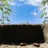 Beetles on sandy soil beneath cannabis plants with clear blue sky above.