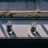 Cannabis clones growing in small glass jars filled with soil on a sunlit windowsill.