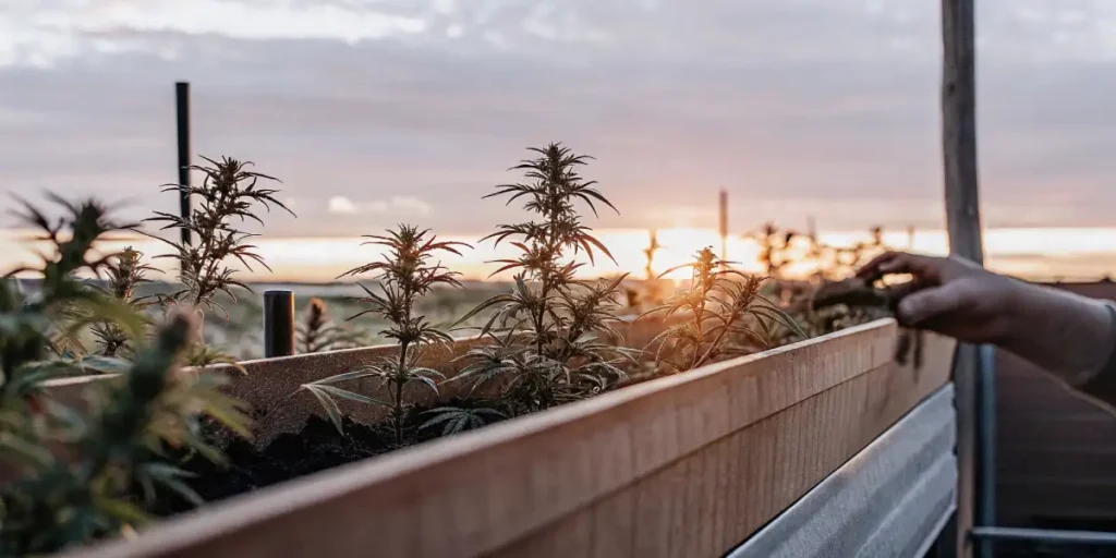 Cannabis cuttings growing in planter boxes at sunset with a hand adjusting them.