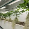 Cannabis cuttings growing under red and blue LED lights in a controlled indoor setup.