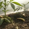 Close-up of cannabis plant roots with white fungal growth and water droplets.