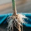 Cannabis root close-up with fine white roots and water droplets on the stem.