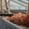 Cannabis plant roots tightly wrapped in soil and bands inside greenhouse pots.