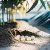 Cluster of insect eggs in soil between rows of young cannabis plants.