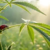 Ladybug crawling on a cannabis plant stem in a sunlit outdoor environment