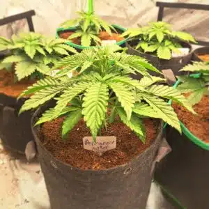 Permanent Marker x RS11 feminized seeds grow gallery featuring a large, resinous cannabis bud in a cultivation environment.