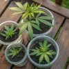 Gardener wearing gloves planting a cannabis clone into a small clay pot.