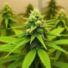A flowering CBD Harlequin Kimbo Kush (12) plant indoors.