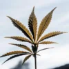 Macro shot of a cannabis leaf with visible veins, backlit by a bright, clear sky.