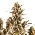 Blue Zushi cannabis bud with icy trichomes, purple highlights, and dark green leaves.