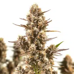 Blue Zushi cannabis bud with icy trichomes, purple highlights, and dark green leaves.