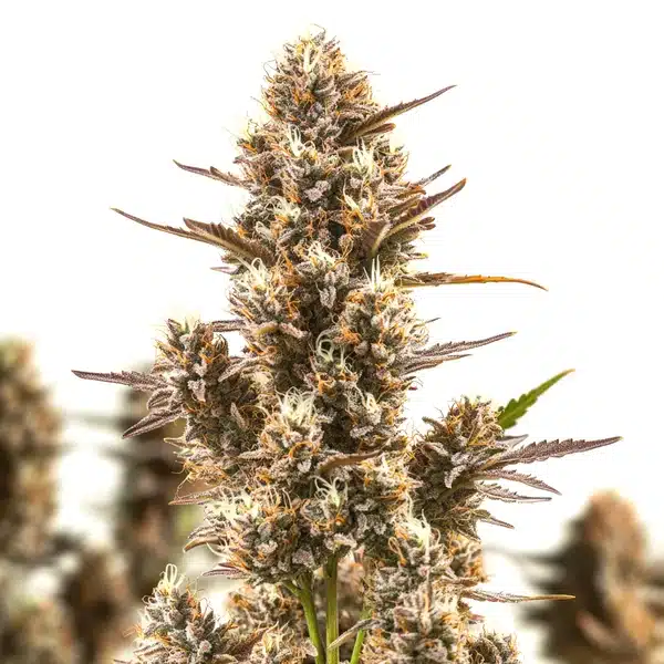 Blue Zushi cannabis bud with icy trichomes, purple highlights, and dark green leaves.