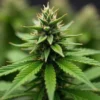 CBD Black Diesel (11) cannabis flower with orange hairs and frosty trichomes.