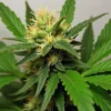 CBD Black Domina (11) cannabis plant with dense green buds and pistils.