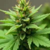 CBD Grape Pie (115) plant showing early seed formation.