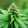 Grow CBD Sour Tangie (1:25) CBD-dominant flower.