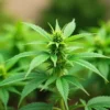 CBD Strawberry (1:30) plant growing outdoors with healthy bud.