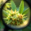 CBD Therapy plant under magnifying glass during flowering stage.