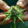 Hands gently examining a CBD Very Cherry Berry bud.