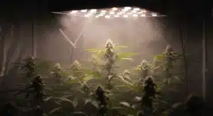 Candy Punch Regular plant with compact buds in indoor grow setup.