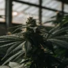Close-up of a frosty cannabis bud with prominent trichomes and dark leaves, backlit in a greenhouse.